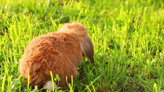 小垂耳兔在草坪上跳跃。矮小的兔子在夕阳下繁殖公羊。夏天温暖的一天。