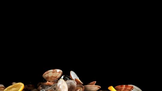 黄蚬蚬子花蛤蛏子蛤蜊花甲海鲜视频素材模板下载