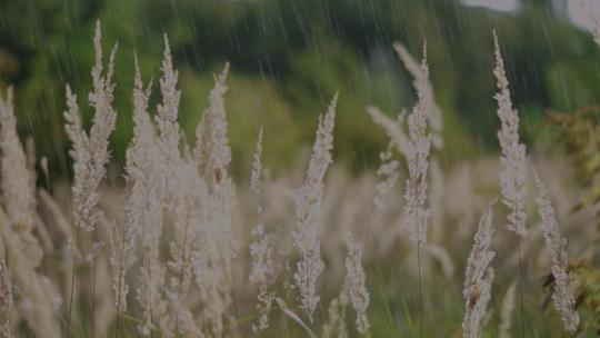 雨中木棉