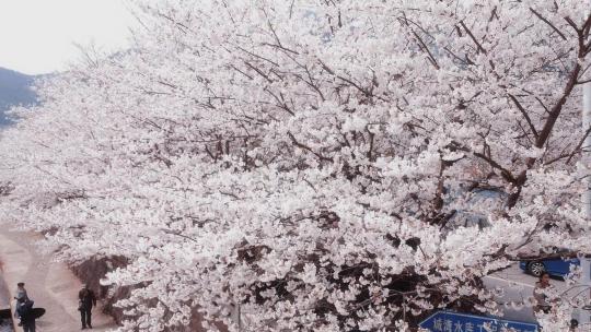 宁波春天的白色樱花