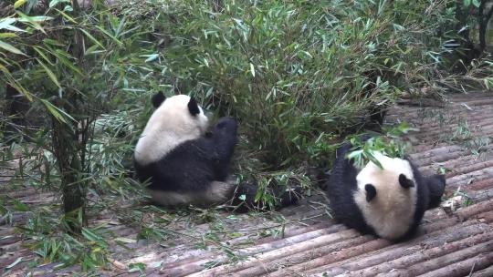 动物园大熊猫吃竹子玩闹嬉戏视频素材模板下载