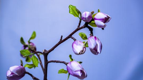 玉兰花开延时