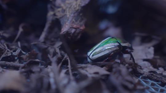 花金龟甲虫视频素材模板下载