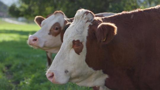 天然牧场奶牛吃草