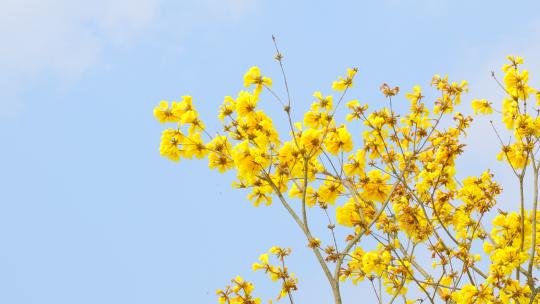 黄花风铃木 阳光树林 南宁青秀山风铃谷