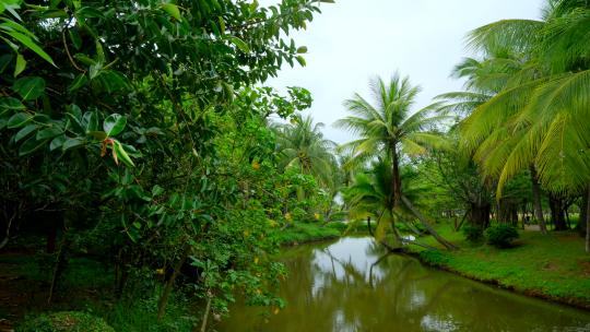 海南热带湿地公园小河 椰树林