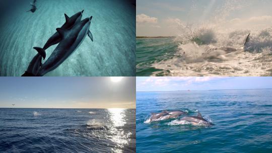 [合集]一群海豚海豚游泳特写