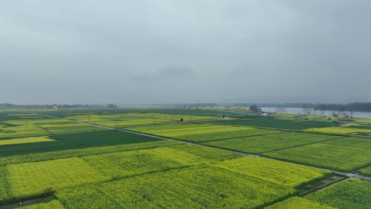 富阳美丽乡村油菜花花田