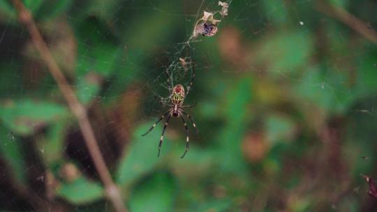 蜘蛛结网捕食蜘蛛捕获猎物