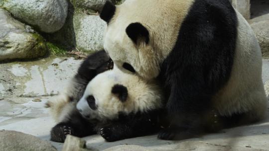 大熊猫妈妈和宝宝一起玩耍