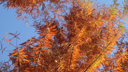 美丽的秋色唯美阳光森林早晨风景树叶