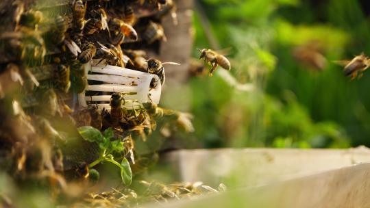 春天的养蜂场蜜蜂阳光下成群飞舞视频素材模板下载