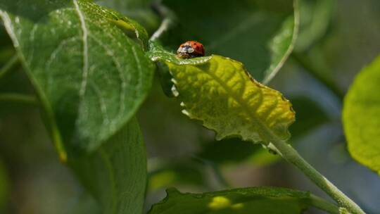 一只瓢虫在植物叶子上爬行的特写镜头