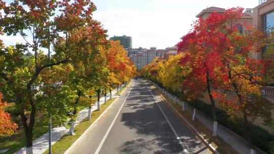 秋天道路两旁的树木五彩斑斓美不胜收