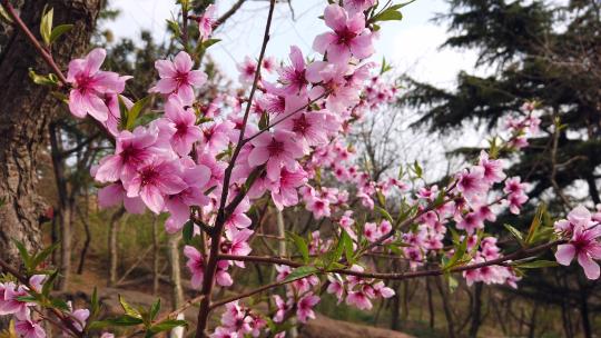 4K 公园花园里盛开的粉红色樱花