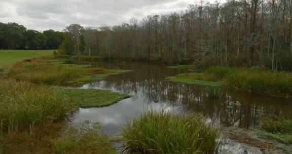 背景是树林的池塘沼泽