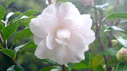 春天山茶花花瓣特写雨中的山茶