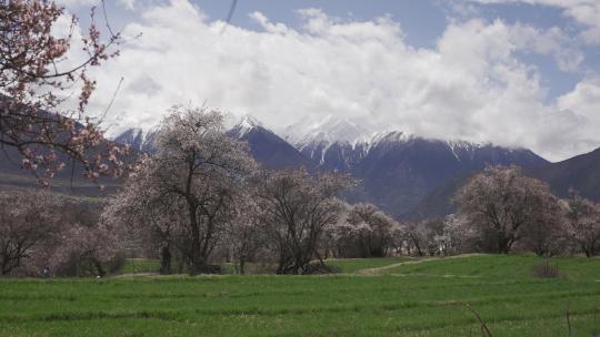 西藏林芝索松村雪山草地桃花的美景