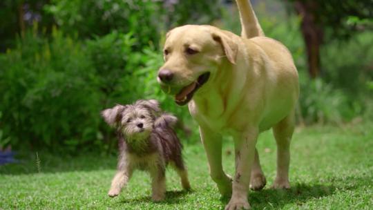两只狗狗在草坪上玩耍慢镜头宠物