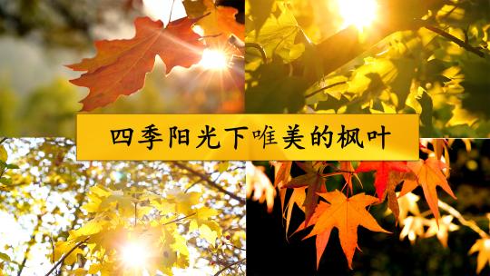 四季阳光下唯美的枫叶视频素材模板下载