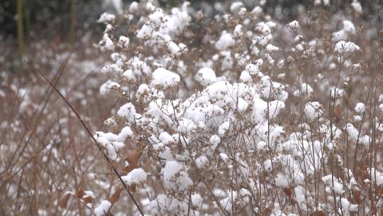 挂着厚厚积雪的枯草