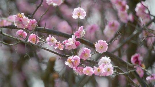 春天梅花盛开 梅园 春天到了