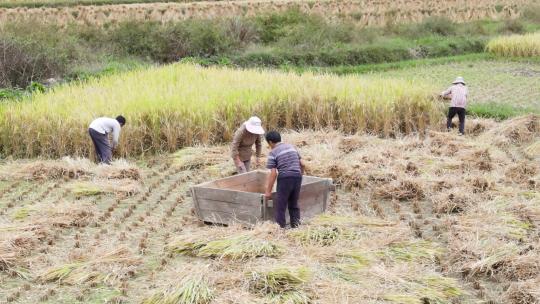 农民收割稻谷大丰收稻子成熟收获季节