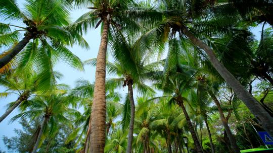 海南三亚椰梦长廊 椰树 椰子树 椰林