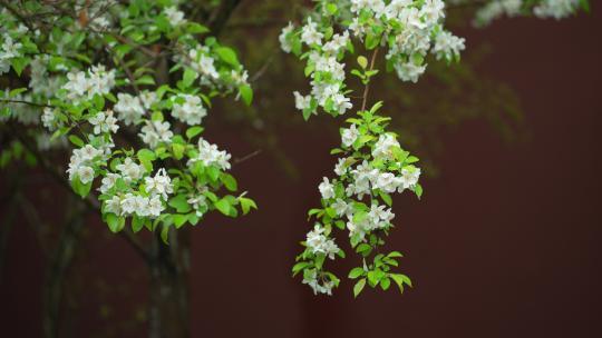 杭州钱王祠春天清明节雨天古建筑自然唯美