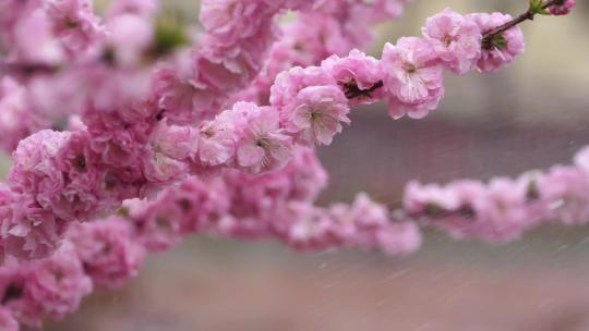 刮风 下雨 花儿