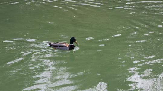 春天在湖中戏水的野鸭子视频素材模板下载