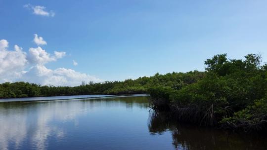 佛罗里达州大沼泽地航空船飞驰而过红树林的动作镜头