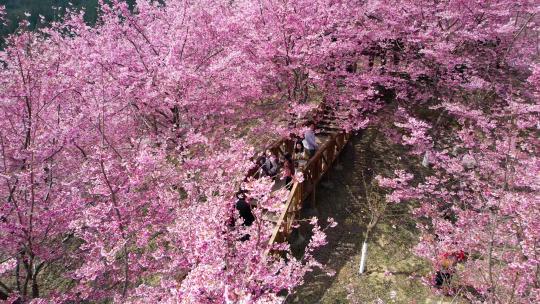 航拍万亩樱花园树唯美美丽乡村粉红色游客人
