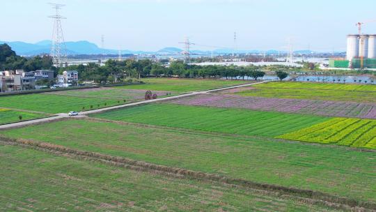 4k珠海斗门乡村风车油菜花花海航拍