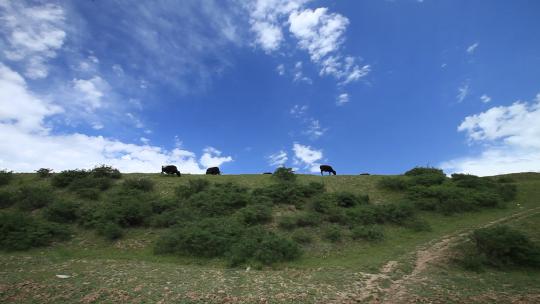 甘孜阿坝 大草原 远山 牦牛 低角度视频素材模板下载