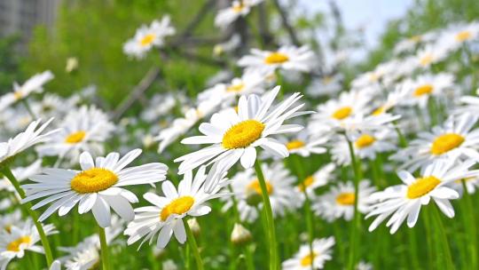 春天盛开的白色雏菊花海自然风光慢镜头素材