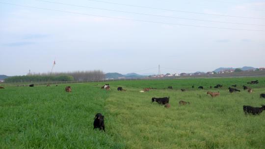 草原湿地上吃草的羊群