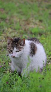 草地之上张望四周的猫咪