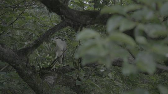 夏日南方湿地森林自然户外夜鹭鸟类