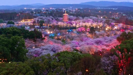 航拍武汉东湖磨山樱花园景区