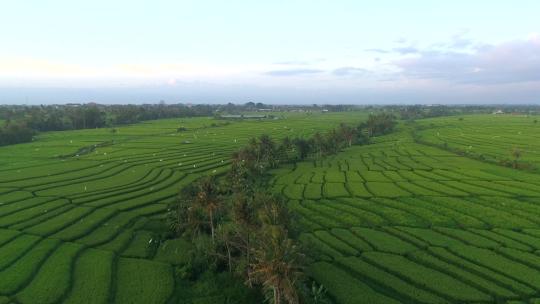 航拍规整的水稻田粮食种植