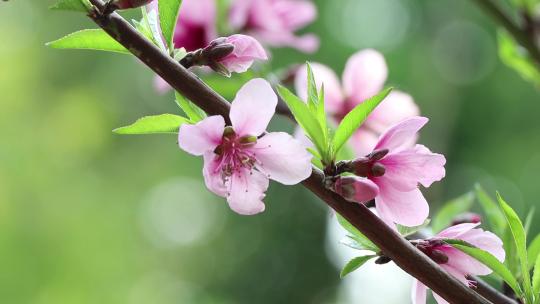 春天盛开的桃花多组镜头