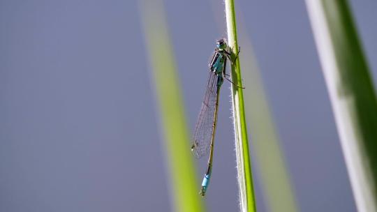 挂在草上的蓝蜻蜓特写镜头