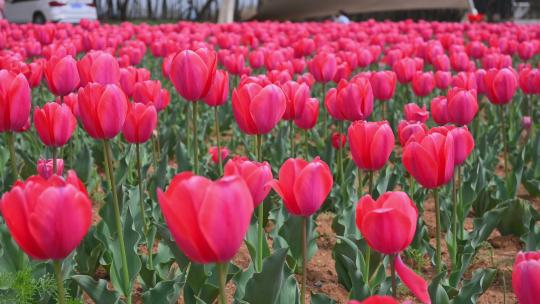 春天公园里盛开的郁金香花海自然风光