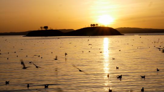 夕阳下乌海海边飞翔的海鸥海鸟鸟群喂海鸥