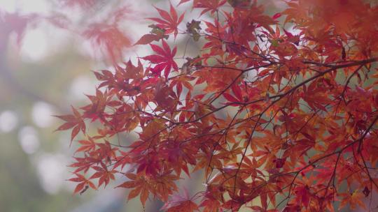 秋天阳光枫叶风景视频素材模板下载