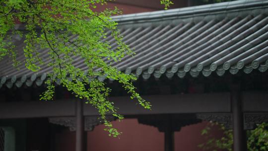 杭州钱王祠春天清明节雨天古建筑自然唯美