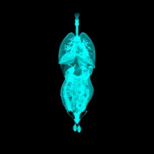 男性内脏器官旋转3D点线粒子科技HUD医疗