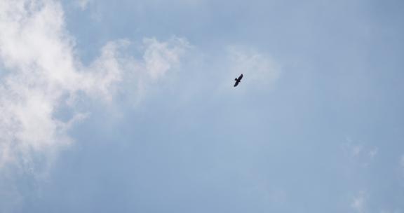 蓝天下飞翔的老鹰