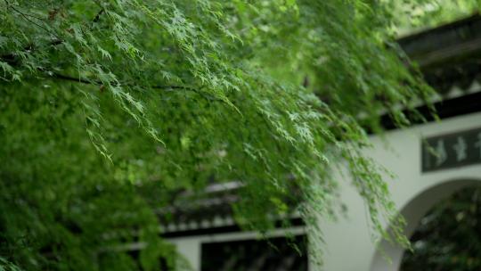 杭州虎跑白墙黑瓦的江南古建筑前绿色的树叶